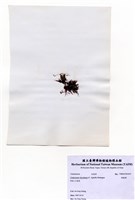 藏品(縱胞藻)的圖片